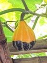 Ornamental gourd (Pumpkin)
