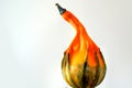 Ornamental gourd squash plant, orange, curved neck