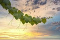Ornamental grapevine branch in front of a vibrant sunset background Royalty Free Stock Photo