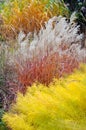 Ornamental Grass Royalty Free Stock Photo