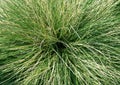 Ornamental grass