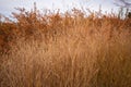 Ornamental Grass Against the Sky