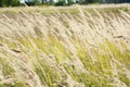 Ornamental grass with beautiful golden seed heads in the meadow in late summer