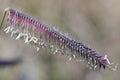 Ornamental grass - Bouteloua gracilis