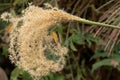 Ornamental grass, Chinese Silver grass flower, Miscanthus sinensis