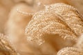 Ornamental Grass Detail Royalty Free Stock Photo