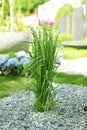 Ornamental grass in garden Royalty Free Stock Photo