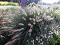 Ornamental grass in the garden. Royalty Free Stock Photo