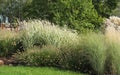 Ornamental grass