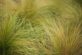 Ornamental grass