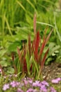 Imperata cylindrica `Red Baron`