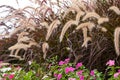 Ornamental grass landscape