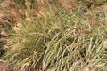 Ornamental grass, Miscanthus sinensis, Chinese Silver grass grow Royalty Free Stock Photo