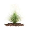 Ornamental grass plant isolated on white Royalty Free Stock Photo
