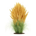 Ornamental grass plant isolated on white