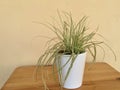 Ornamental grass in a ceramic pot. Ribbon Grass Variegated placed on a wooden table