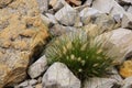 Ornamental Grass and Rock Garden