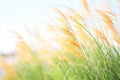 ornamental grass swaying in strong breeze Royalty Free Stock Photo