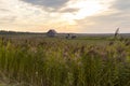 Ornamental grass and wildflowers with greying wooden barn and two tractors in soft focus