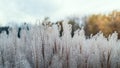 Ornamental grasses in autumn against the background of a beautiful sunset sky Royalty Free Stock Photo