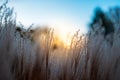 Ornamental grasses in autumn against the background of a beautiful sunset sky Royalty Free Stock Photo