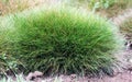 Ornamental grasses Bear plant Festuca gautieri Royalty Free Stock Photo