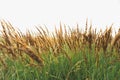 Ornamental grasses. Beautiful Karl Foerster Feather Reed Grass. Royalty Free Stock Photo