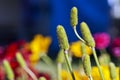 Ornamental Grasses