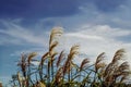 Ornamental grasses blowing in the wind against blue sky with wispy clouds - background - room for copy Royalty Free Stock Photo