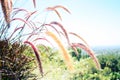 Ornamental Grasses in a Californian Garden Royalty Free Stock Photo