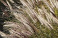 Ornamental Grasses growing at Lake Murray - Pennisetum alopecuriodes