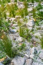 Ornamental grasses in rockery, rock garden concept Royalty Free Stock Photo