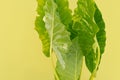 ornamental green leaves with bright yellow background