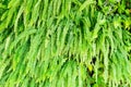 Ornamental green plant wall background. fern plant nature leaves background Royalty Free Stock Photo