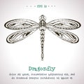 Ornamental hand drawn vintage vector Dragonfly Royalty Free Stock Photo