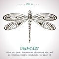 Ornamental hand drawn vintage vector Dragonfly