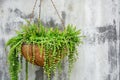 Ornamental hanging plant, million heart plant or dischidia ruscifolia decne in coconut fiber husk pot hanging on cement wall Royalty Free Stock Photo