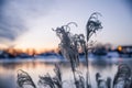 Ornamental High Grasses in the Wind in Golden Winter Sunset over Royalty Free Stock Photo