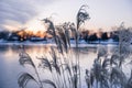 Ornamental High Grasses in the Wind in Golden Winter Sunset over Royalty Free Stock Photo