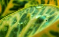 Dumb Cane Leaves with rain water drops natural Background. Royalty Free Stock Photo