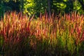 Ornamental Japanese blood grass or Imperata cylindrica `Rubra` backlit with evening sun outdoors. Beautiful perennial plant with Royalty Free Stock Photo