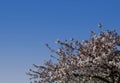 Pink cherry blossom of Prunus `Taoyame` on tree in bottom right corner, against clear blue sky.