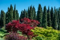 Ornamental Japanese Maple trees in a large garden with cypresses Royalty Free Stock Photo