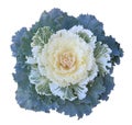 Ornamental Kale Royalty Free Stock Photo