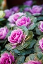 Ornamental kale