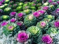 Ornamental Kale