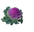 Ornamental kale (Brassica oleracea). Isolated.