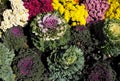 Ornamental Kale with Chrysanthemums Royalty Free Stock Photo