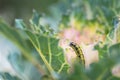 Ornamental kale head damaged by larva of Cabbage White butterfly Pieris rapae.