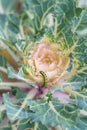 Ornamental kale head damaged by larva of Cabbage White butterfly Pieris rapae.